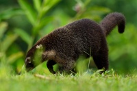 Nosal belohuby - Nasua narica - White-nosed Coati o5627